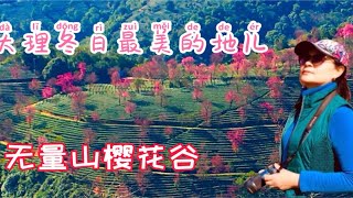 冬日里的春意：云南大理无量山樱花谷