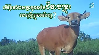 តើអ្វីទៅជាសក្តានុពលនៃជីវៈចម្រុះ ហេតុអ្វីត្រូវអភិរក្ស?