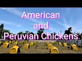 EP464: American and Peruvian Chickens