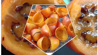 താമരില്ലോ ഫ്രൂട്ട് ജ്യൂസ്‌ / Tamarillo fruit juice / tasty  / healthy drink / 🥝🥝🥝🥝