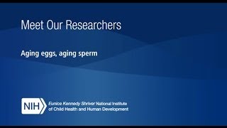 Meet Our Researchers: How does age affect sperm and eggs?