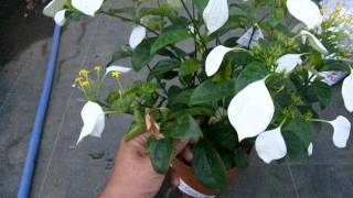 コンロンカの育て方　how to grow Mussaenda