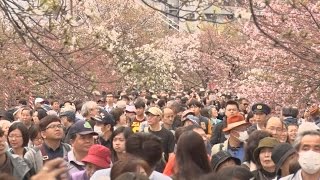 桜の通り抜け始まる 大阪・造幣局