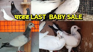 SOLD OUT ঘরের সমস্ত বাচ্চা পায়রা বিক্রি করে দেব | MY HOME BREED PIGEON BABY FOR SALE AJ LOFT