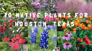 10 Native Plants to Grow in Houston, Texas to Transform Your Yard