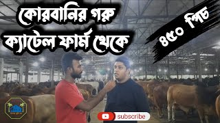 Cattle Farm থেকে কোরবানির গরু।। ৪৫০ টি কোরবানির রেডি গরু।। আল মদিনা ক্যাটেল ফার্ম।।