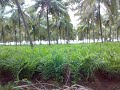 23 Gunta clear title land for sale next to Srirangapatna ( 7349265213 )