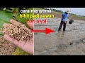 cara menyemai bibit padi ❗semai benih  padi sawah dari awal