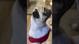 【パグ】pug 高い所から物を言う新入りにちゃび先輩が教育✨