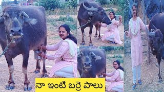 బర్రె పాలు || స్వచ్ఛమైన బర్రె పాలు || how to buffalo milking || లోకల్ బర్రె పాలు|| రాములమ్మ మంథని ||