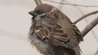 Lovely sparrow makes all your bad mood away