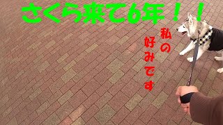 さくらの好みの公園ランキング　【シベリアンハスキー】