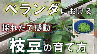 【5分で解説】ベランダにおけるエダマメの育て方！〜種まきから収穫まで〜Let’s sow and harvest  Edamame on the balcony!