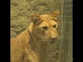 イトが飼育員さんから食べさせてもらう☆トングでひとつずつ イト ライオン オリトの娘