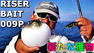 ジャッカル「ライザーベイト００９P」に超高級魚が襲い掛かる #ジャッカル #ライザーベイト #ルアー