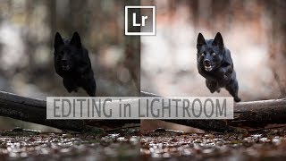 How to use the Radial Filter in Lightroom with Dogs