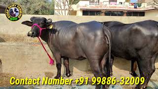 6 Animals for sale, 6 ਪਸ਼ੂ ਵਿਕਾਊ