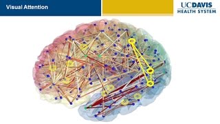 Brain Research: New Discoveries and Breakthroughs at UC Davis