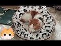 １分ぐらいの動画😸no184😸video of about 1 minute 寝てます　 cat catlover cute