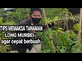 tips memaksa tabulampot pohon long murbei agar cepat berbuah banyak dan lebat