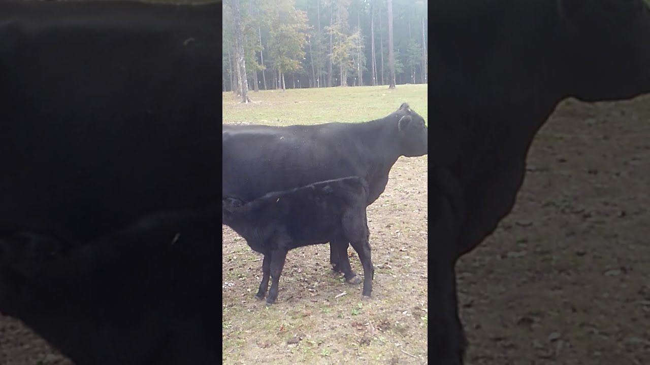 Calf Weaning - YouTube