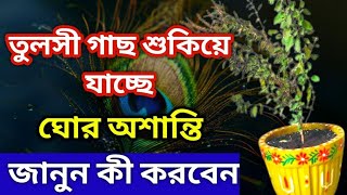 তুলসী গাছ শুকিয়ে যাচ্ছে। কীসের সংকেত।। #subhabarta