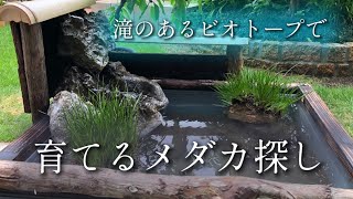 【ビオトープ】滝のあるビオトープで育てるメダカ探し！