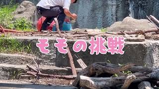 こんなモモ見たことがないwモモの真剣なまなざし👀浜松市動物園のホッキョクグマʕ•ᴥ•ʔ