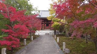 京都　智積院の紅葉　2018年　Chishaku-in (temple)  in autumn leaves, Kyoto