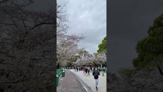 CHERRY BLOSSOM #japan #travel #cherryblossom