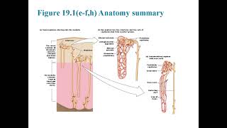 Chapter 19: Comprehensive Overview of Kidney Physiology: Filtration, Reabsorption, and Homeostasis