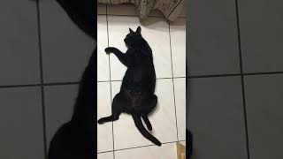 Kuro被叫到名字的時候，總是喜歡用搖尾巴來打招呼 #cat #cats #cute #cute cat #shorts