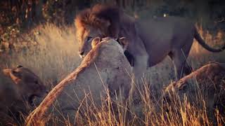 3 Lionesses attack rival Lioness