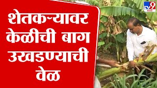 Solapur Banana Farm | सोलापुरात दुष्काळामुळे तब्बल 1 हजार केळीची बाग उखडून टाकली