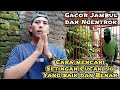 Cara mencari Settingan Cucak ijo Supaya rajin Gacor jambul ngentrok setiap hari