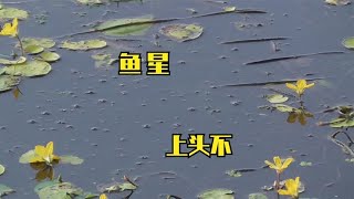 野钓：水草打窝鱼星冒，鲶鱼、黄辣丁、金黄大板来