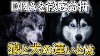 歴史とDNAから読み解く「オオカミと犬」の違いを解説