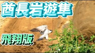 (2021年)酋長岩遊隼_EP19_飛翔版_Falco peregrinus_4月17日