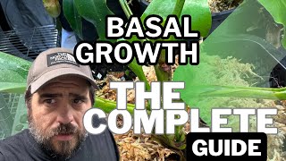 Complete Guide On How To Grow Basals!