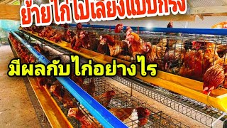 ยัายไก่ขึ้นกรงตับ ส่งผลต่อไก่อย่างไร #อุ๋งอิ๋งฟาร์ม #เลี้ยงไก่ไข่