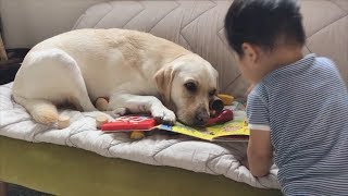 寝ていたバウに近づくカズちん【ラブラドールと赤ちゃん1歳】Labrador \u0026 Baby