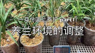 【小艾文养国兰】一月份春兰养护part1: 养兰环境的调整