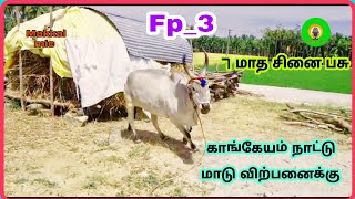 Fp3 காங்கேயம் நாட்டு மாடு விற்பனைக்கு மயிலை சினை பசு மாடு #நாட்டுமாடுகள்விற்பனை #நாட்டுமாடுவளர்ப்பு