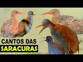 CANTOS das SARACURAS DO BRASIL | 