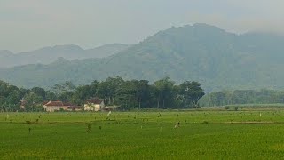 LEWAT JALAN TENGAH SAWAH MENUJU GUNUNG CILIK @desaku250