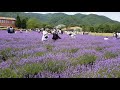 고성가볼만한곳 보라빛물결 고성 하늬라벤다팜 hani lavender farm goseong gangwon do korea