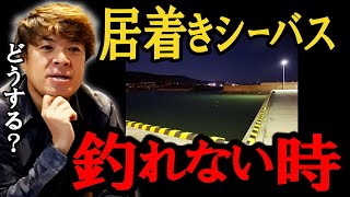 漁港・水門居着きシーバスの攻略はどうすればいいのか！？　村岡昌憲【切り抜き】