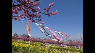 2019渥美半島免々田川河津桜