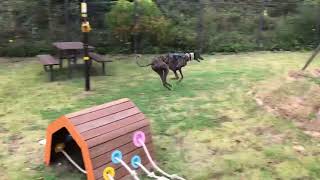 Greyhound zoomies at dog park