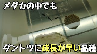 成長スピードが早いダントツに早いめだかの品種系統【メダカ】